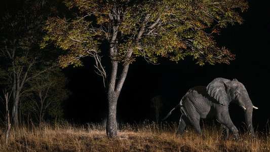 Ghost Elephants - Backdrops