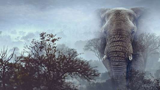 Ghost Elephants - Backdrops