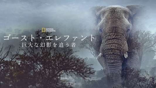 Ghost Elephants - Backdrops