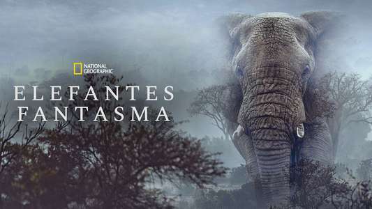 Ghost Elephants - Backdrops