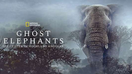 Ghost Elephants - Backdrops