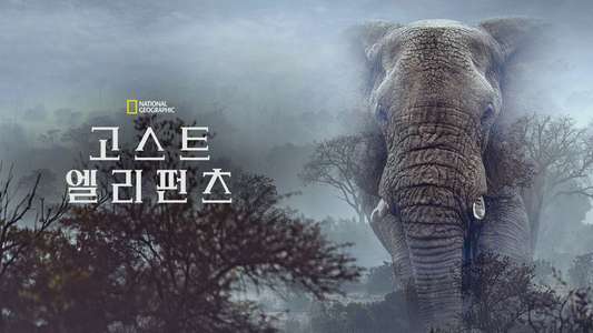 Ghost Elephants - Backdrops