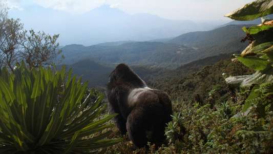 A Gorilla Story: Told by David Attenborough - Backdrops