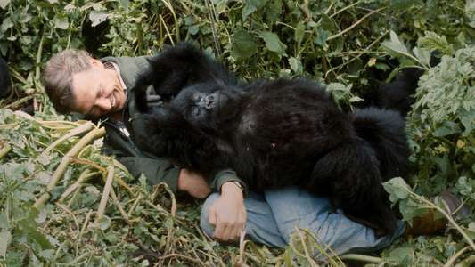 A Gorilla Story: Told by David Attenborough - Backdrops