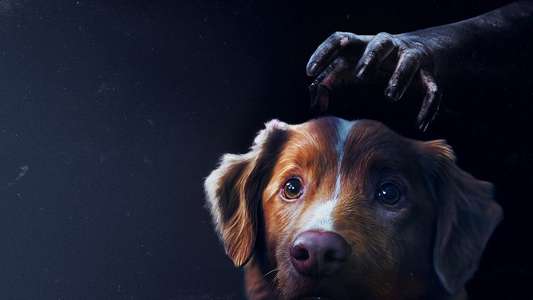 Good Boy - Backdrops