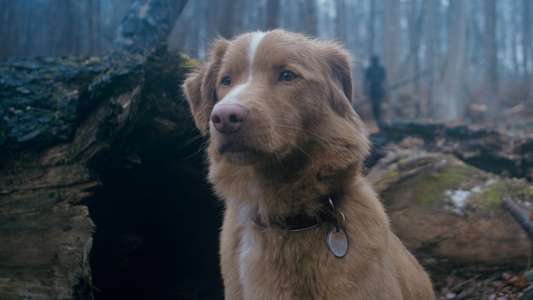 Good Boy - Backdrops