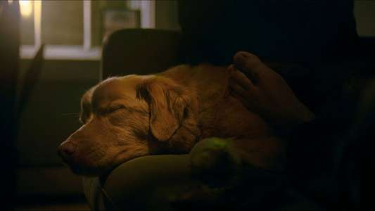 Good Boy - Backdrops