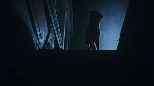 Good Boy - Backdrops