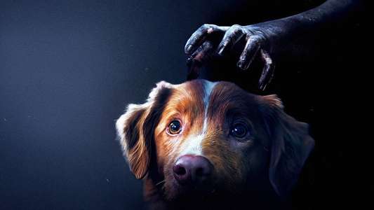 Good Boy - Backdrops