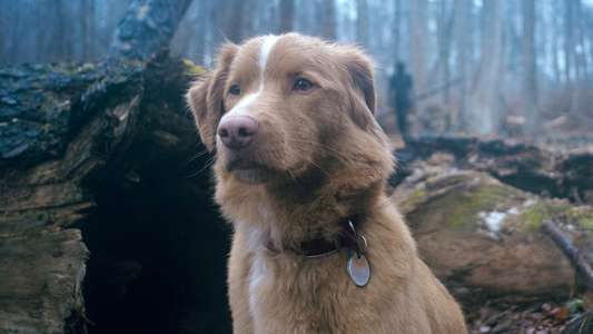 Good Boy - Backdrops