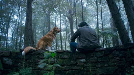 Good Boy - Backdrops