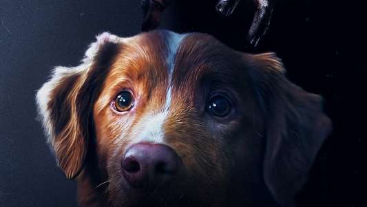 Good Boy - Backdrops
