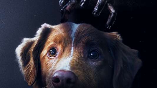 Good Boy - Backdrops