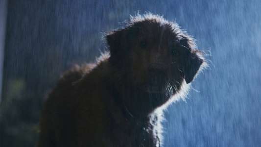 Good Boy - Backdrops