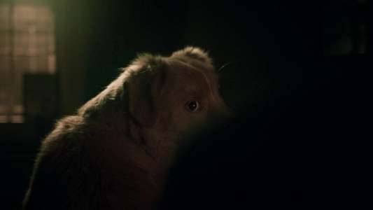 Good Boy - Backdrops
