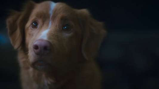 Good Boy - Backdrops