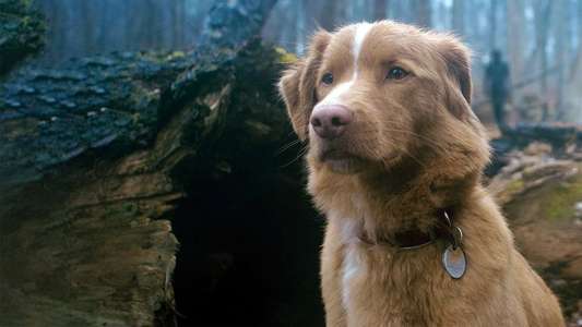 Good Boy - Backdrops