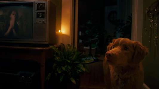 Good Boy - Backdrops