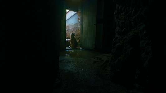 Good Boy - Backdrops
