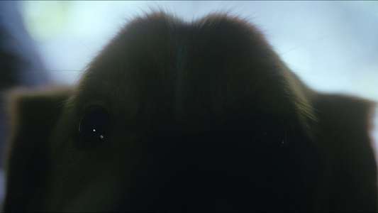 Good Boy - Backdrops