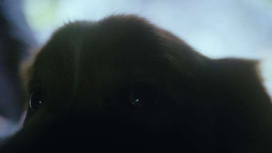 Good Boy - Backdrops