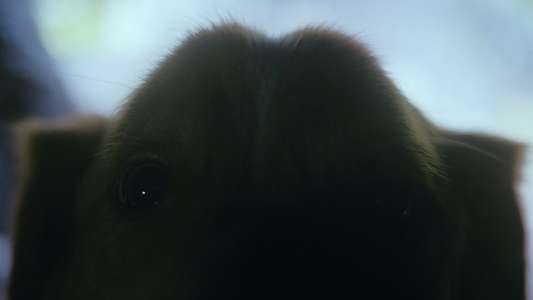 Good Boy - Backdrops