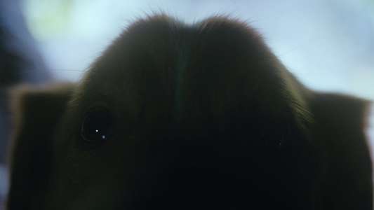 Good Boy - Backdrops