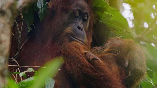 Orangutan - Backdrops