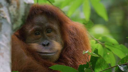 Orangutan - Backdrops