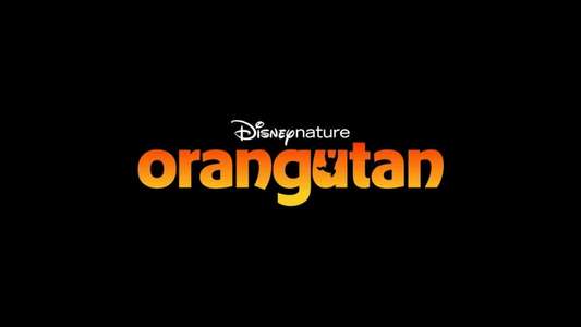 Orangutan - Backdrops