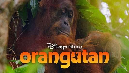 Orangutan - Backdrops