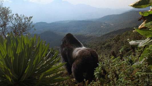 A Gorilla Story: Told by David Attenborough - Backdrops