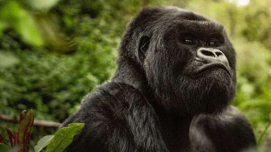 A Gorilla Story: Told by David Attenborough - Backdrops