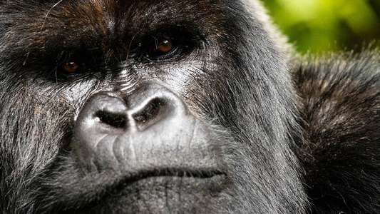 A Gorilla Story: Told by David Attenborough - Backdrops