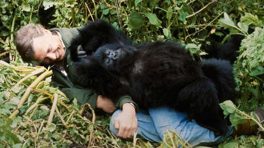A Gorilla Story: Told by David Attenborough - Backdrops
