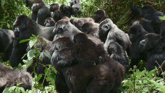 A Gorilla Story: Told by David Attenborough - Backdrops