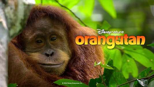 Orangutan - Backdrops