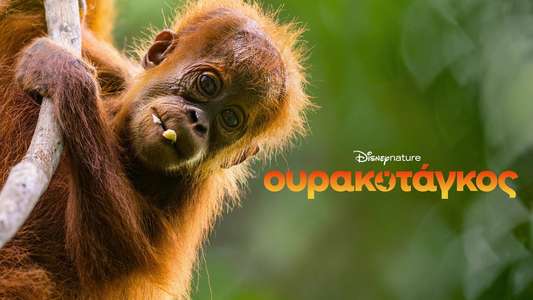 Orangutan - Backdrops