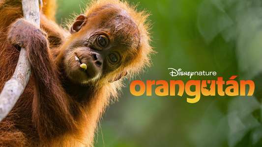 Orangutan - Backdrops