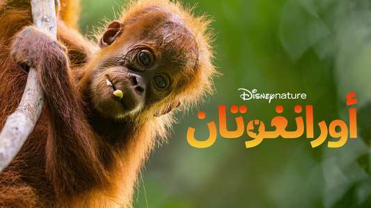 Orangutan - Backdrops