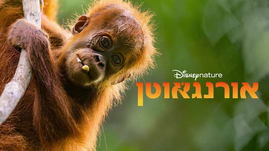 Orangutan - Backdrops
