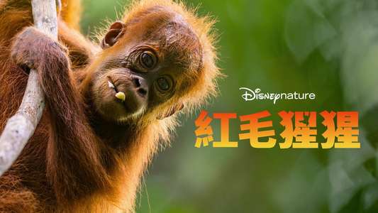 Orangutan - Backdrops