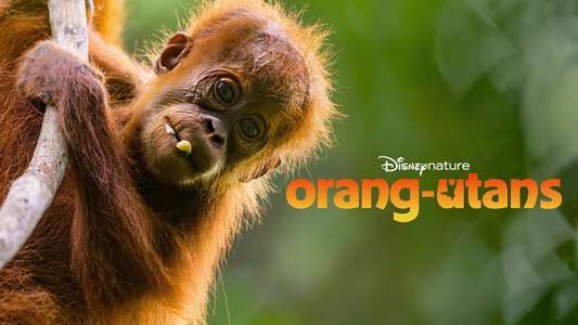 Orangutan - Backdrops