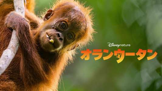 Orangutan - Backdrops