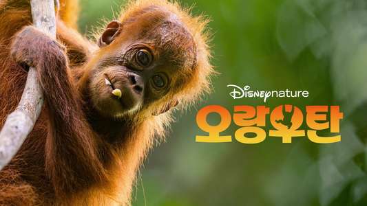 Orangutan - Backdrops