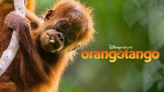 Orangutan - Backdrops