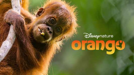 Orangutan - Backdrops