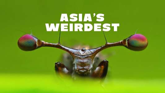 Asia's Weirdest - Backdrops