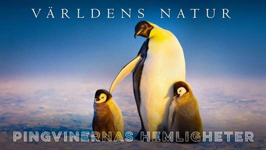 Secrets of the Penguins - Backdrops