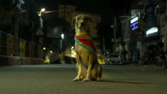 Ohh My Dog - Backdrops